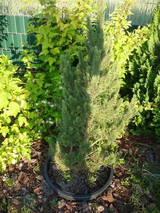 Sosna  WATERERI niebieskozielona drzewo krzew kula