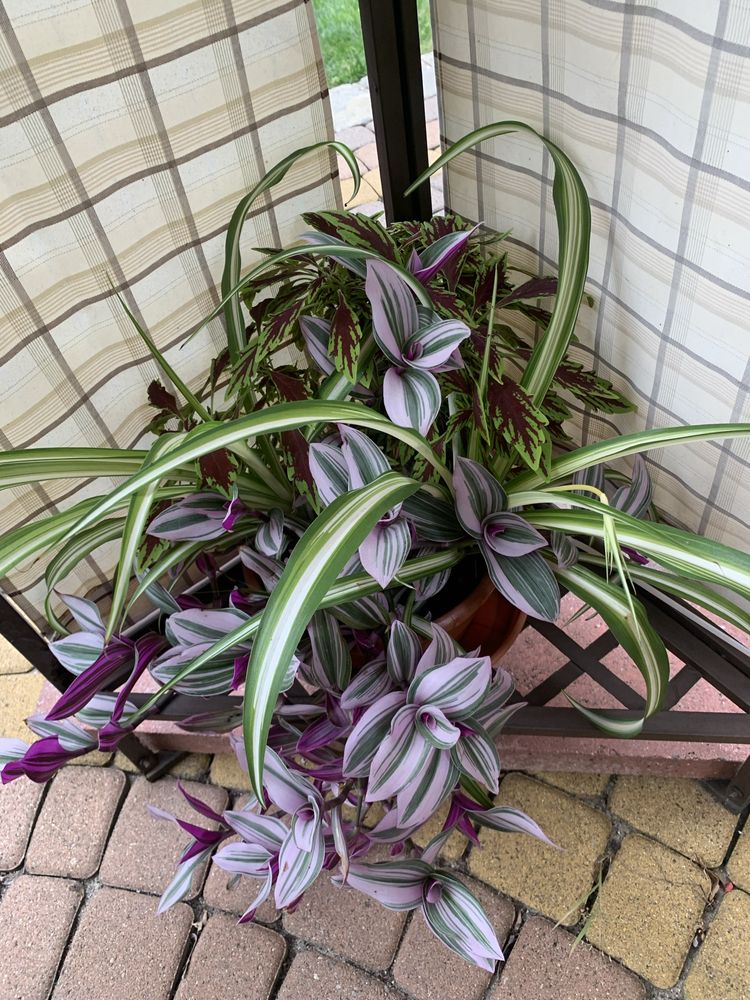 Tradescantia Nanouk szczepka