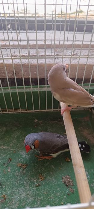 Zeberki parki lęgowe