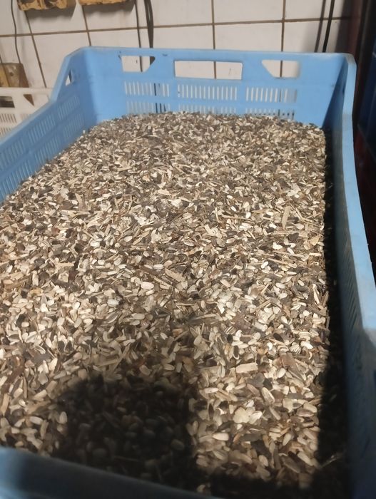 Słonecznik ozdobny nasiona