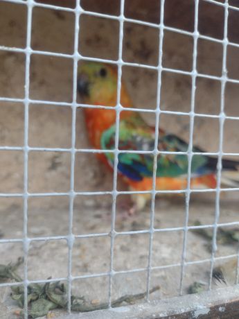 Ptaki kolorowe z 22r samiec