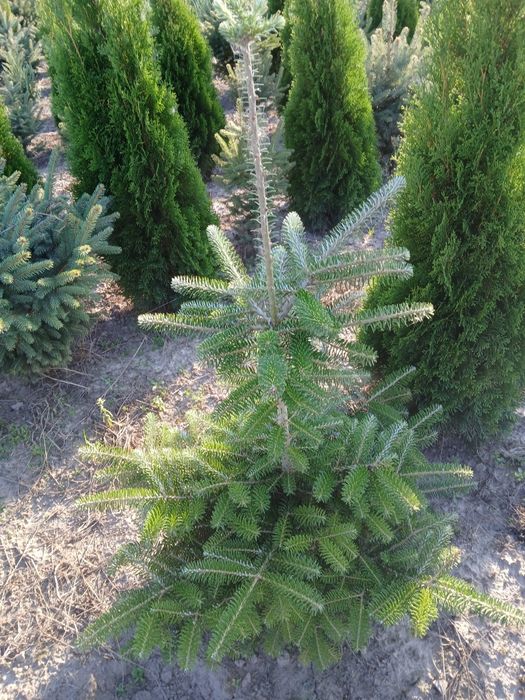 Jodła koreanska  z gruntu