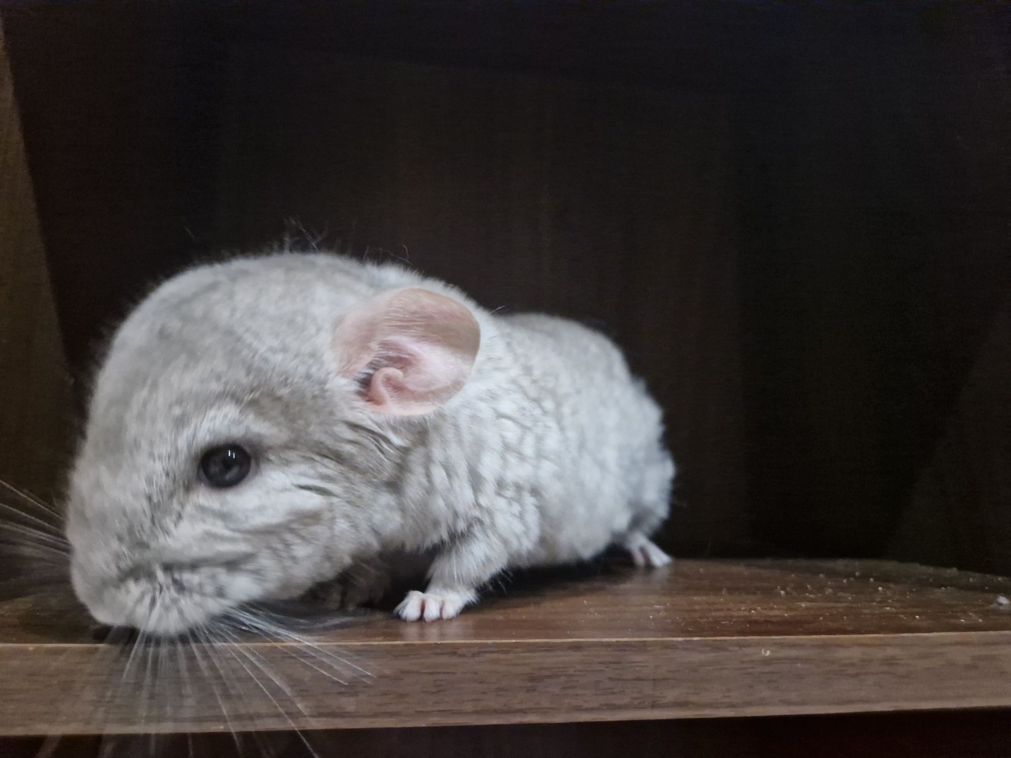 Szynszyl chinchilla beżowy samiec 3.5 miesiąca. Zdrowy, oswojony karma