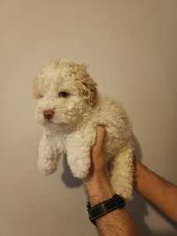 Suczka gotowa do odbioru Lagotto Romagnolo