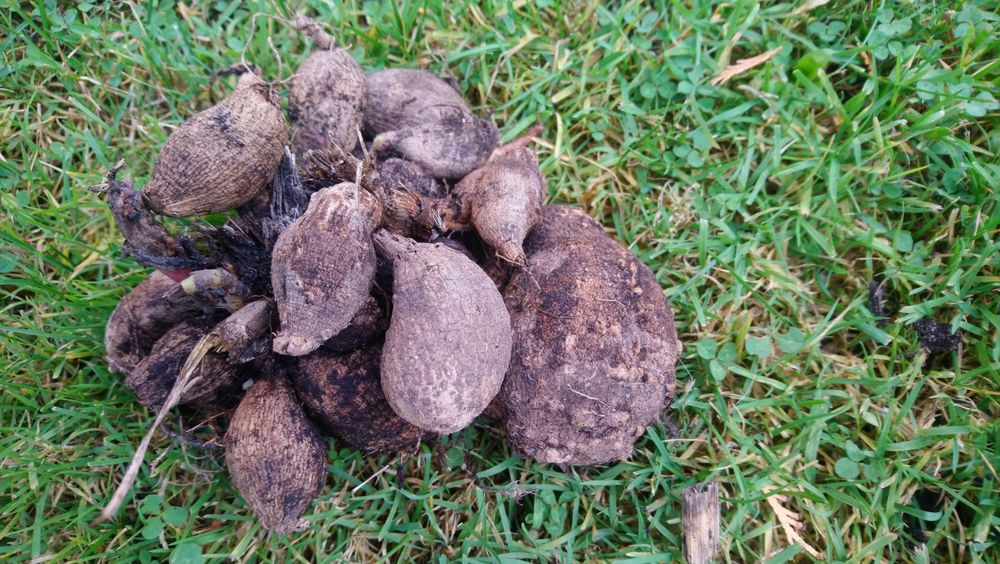 Bulwy georginii - dalii.