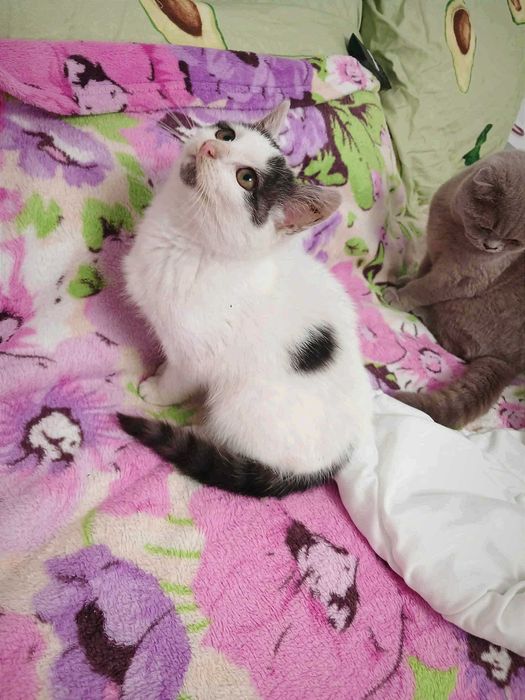 Принцеса з гривкою, біля 3 міс.