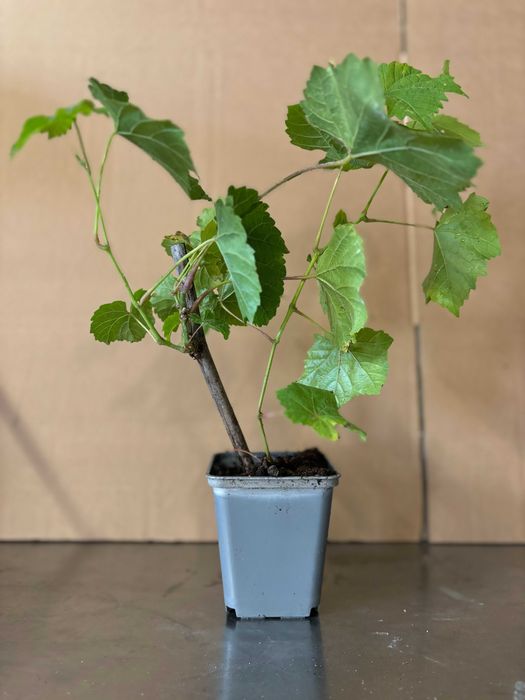 Winorośl - Sadzonki w donicy p9 - Vitis - Winogron - Paszport- Faktura