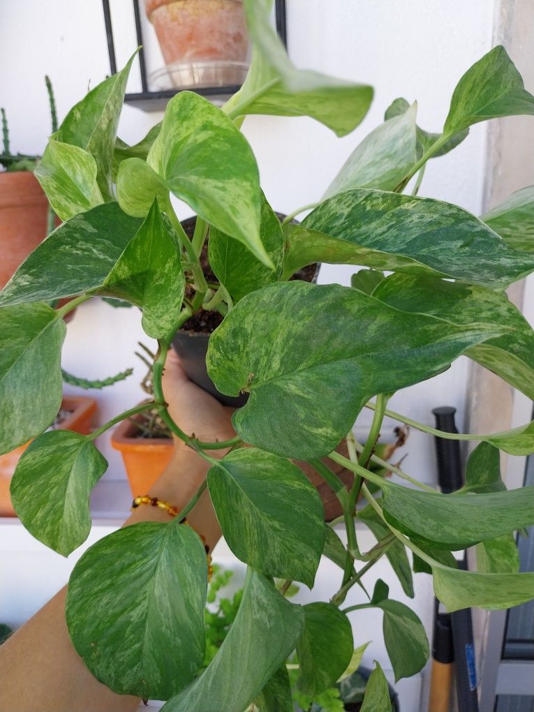 Epipremnum Marble Queen