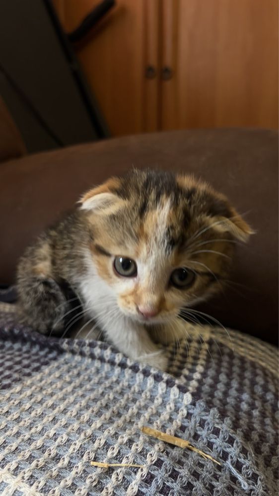 Віддамо  кошенят