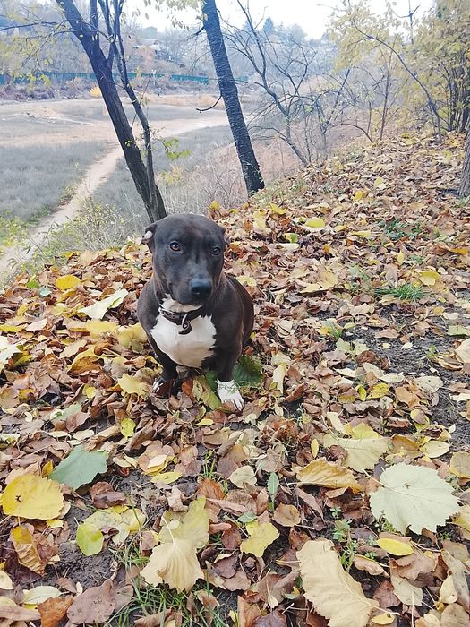 Одам Стафаржиского терьера .