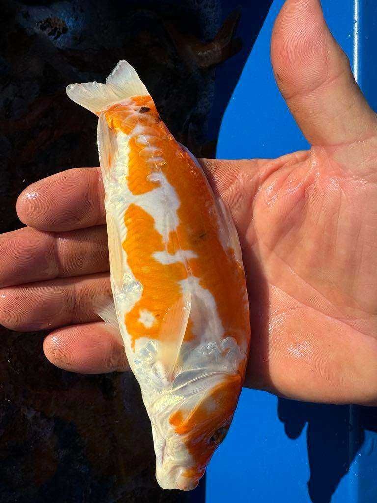 Karp Koi Narybek Karpia Koi Japoński