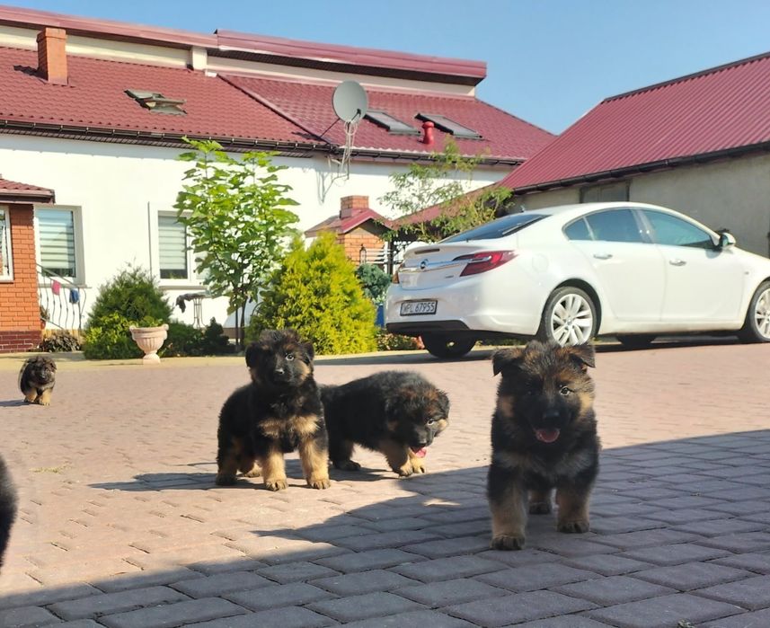 Sprzedam szczenię owczarka niemieckiego