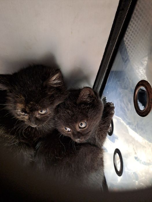 Dwa maluszki  rodzeństwo . Gdzie  są  domy