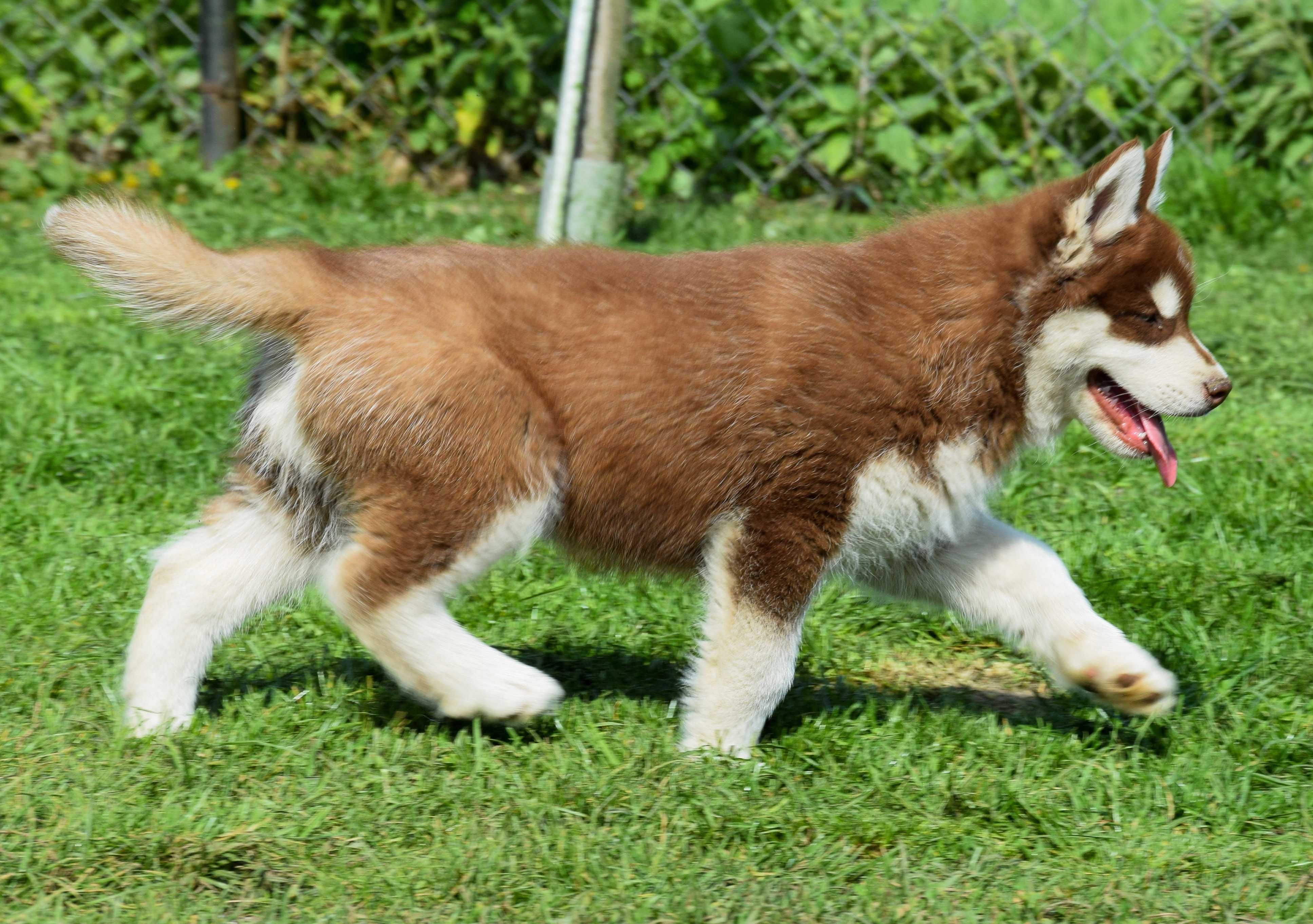 Siberian Husky Piesek Alpin