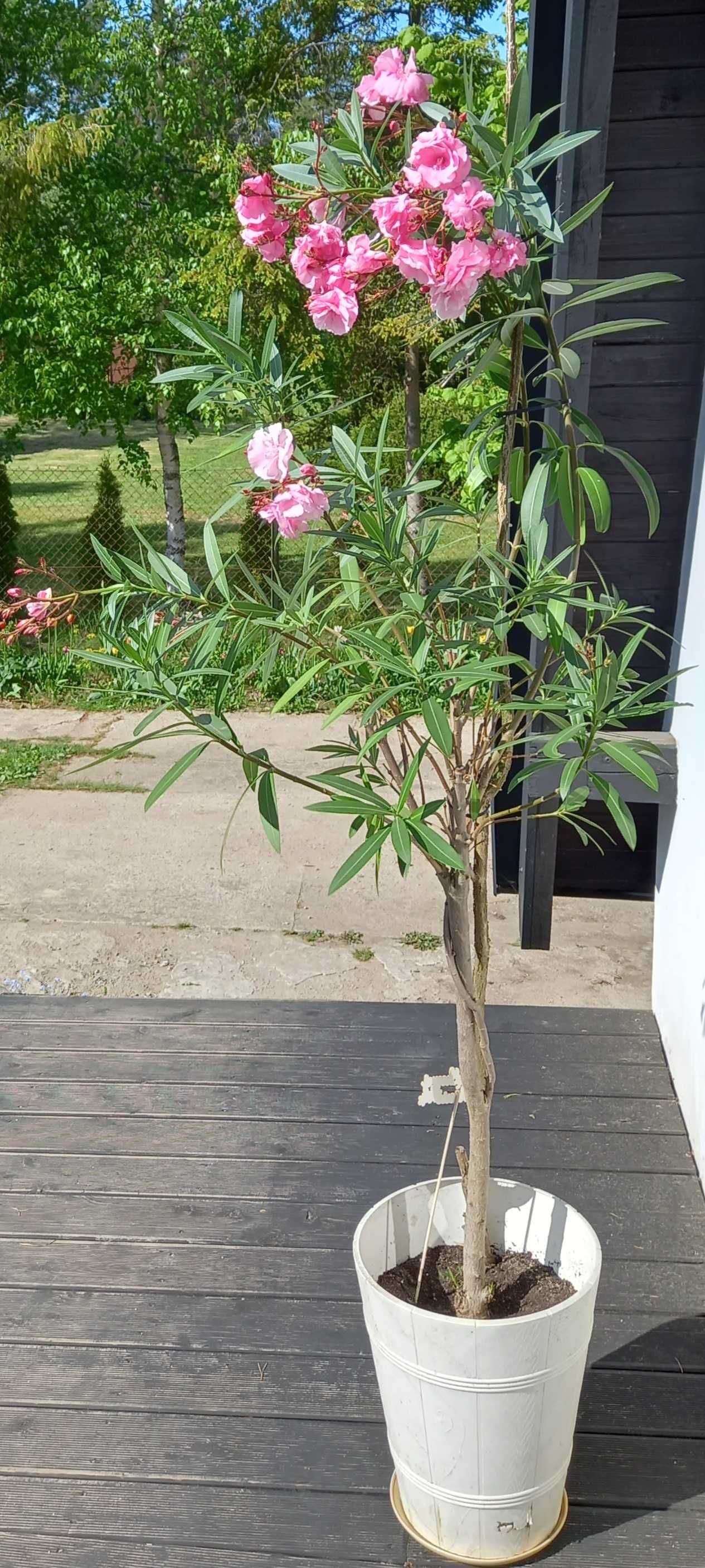 Oleander wielkokwiatowy ponad 200cm