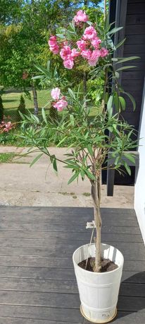 Oleander wielkokwiatowy 200cm