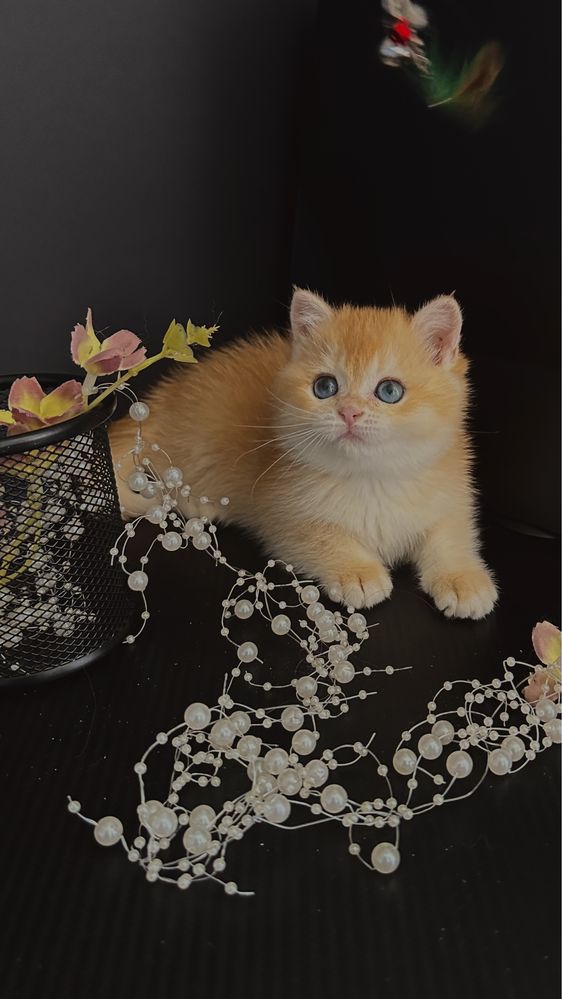 Золоті кошенята (британські золоті шиншили) NY12 котенок кошечка котик