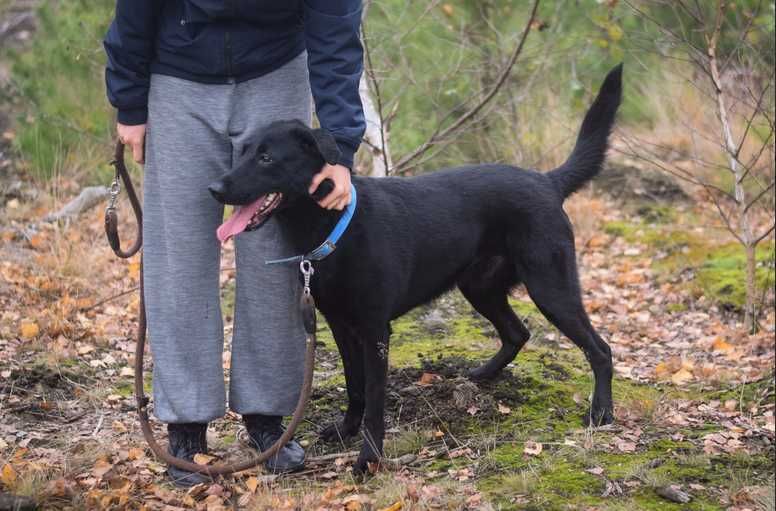 AMOREK szuka aktywnego i cierpliwego opiekuna