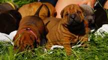 Chlopczyk rudy Shar Pei z rodowodem do rezerwacji, rodzice importy FCI