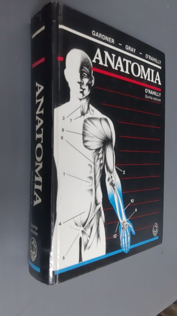 Anatomia. O'Rahilly