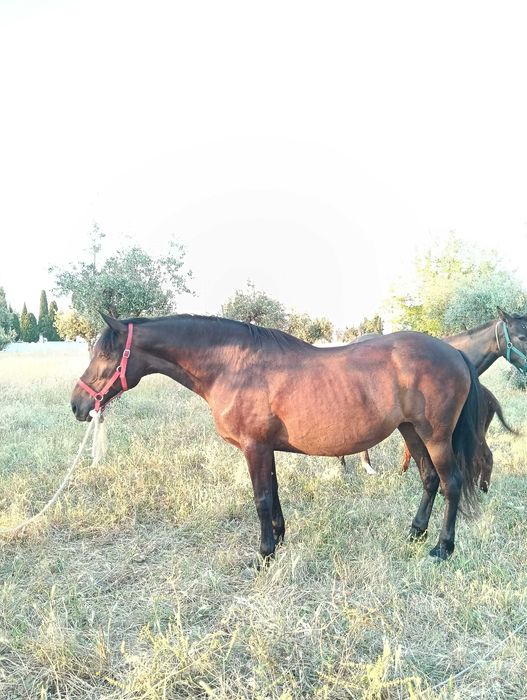 Égua com 170m montada e engatada