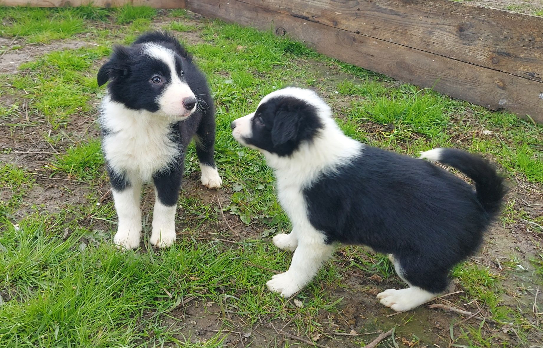 Border Collie samiczka z rodowodem 8 tygodniowa