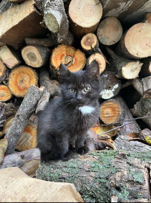 Кошеня дівчинка добрим господарям