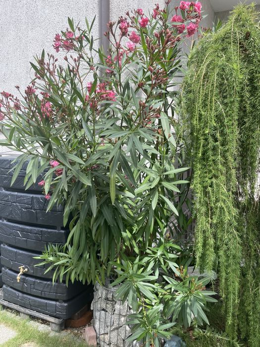 Oleander, pełne kwiaty, różowy, duzy
