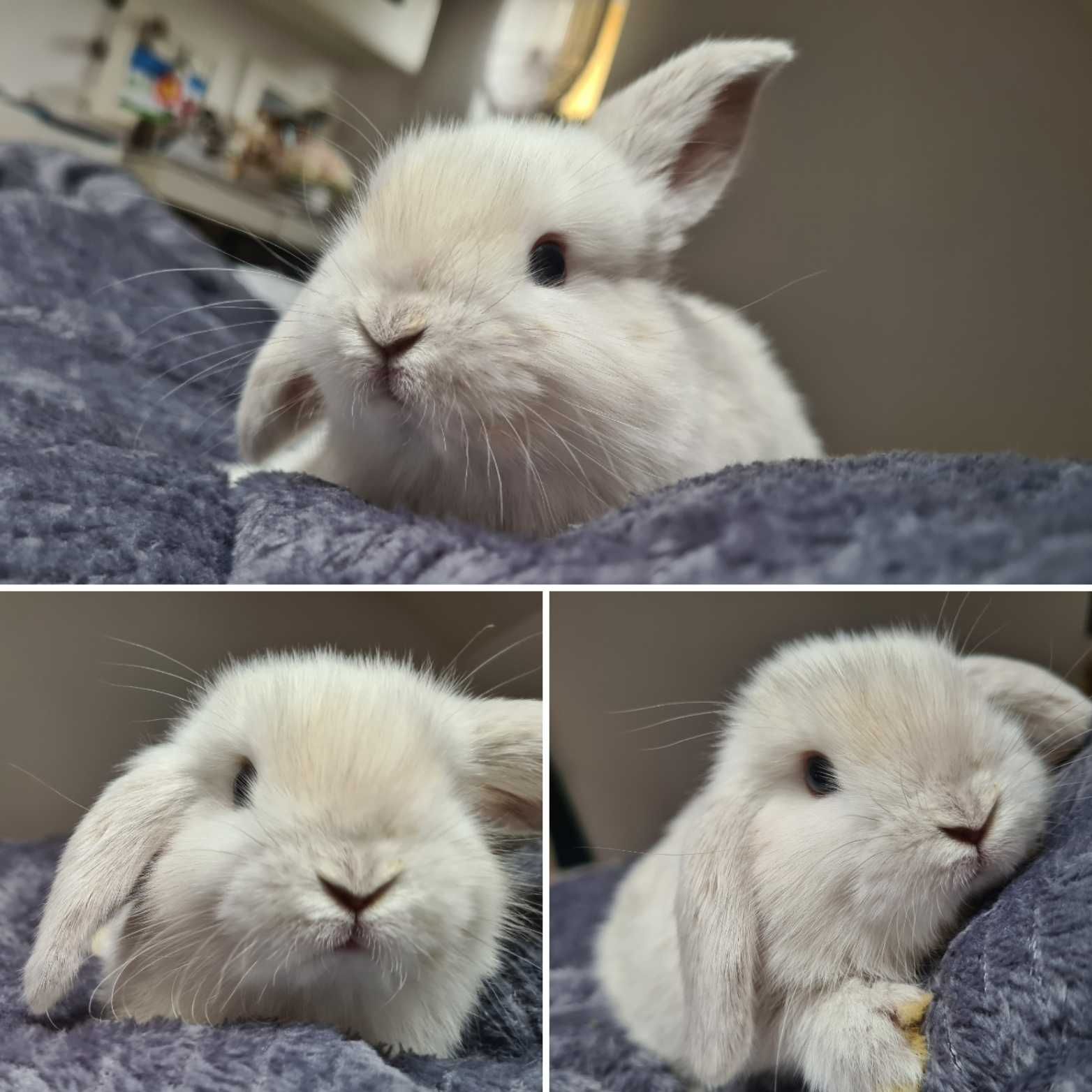 Królik Mini Lop z domowej hodowlii