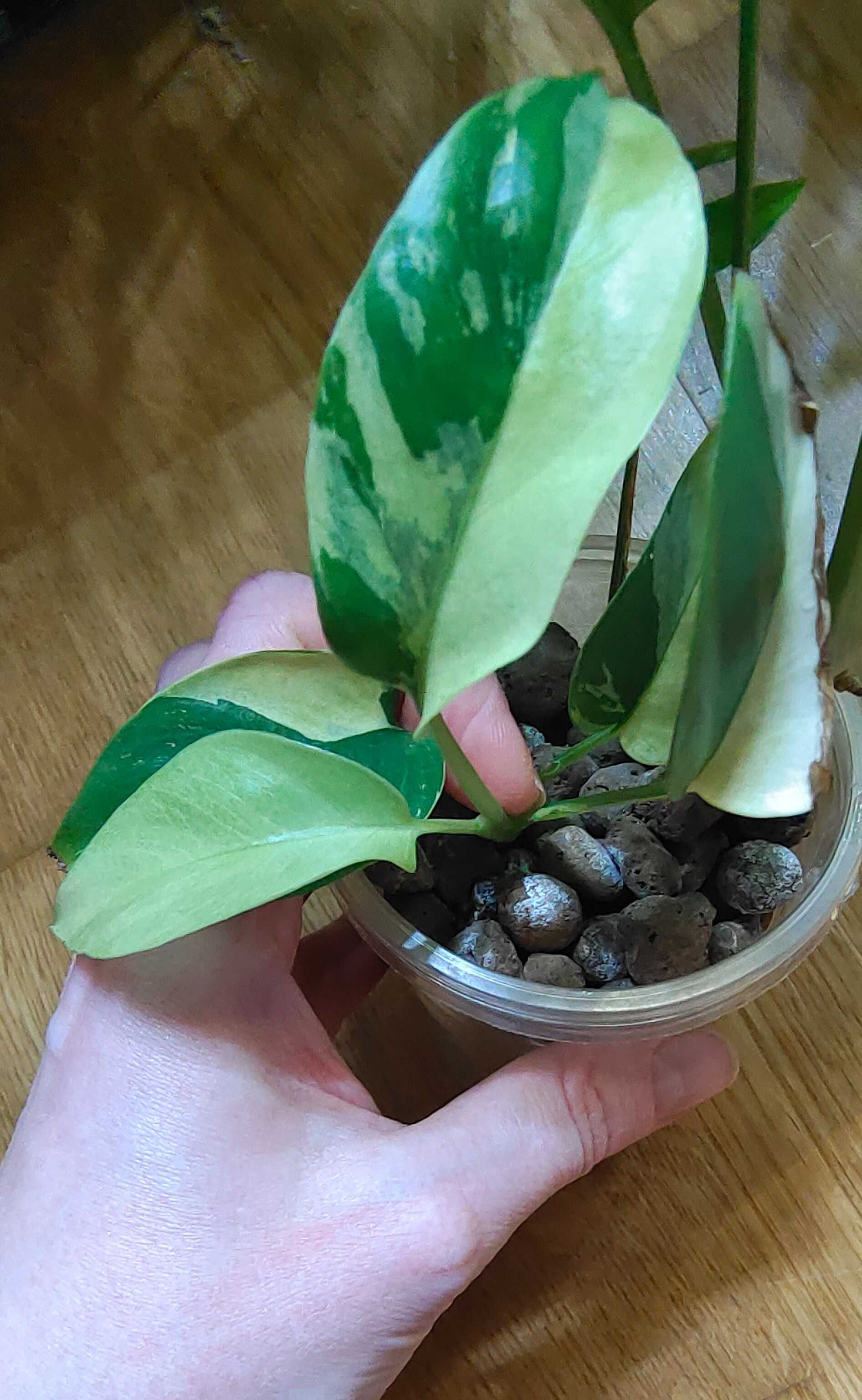 Raphidophora tetrasperma variegata