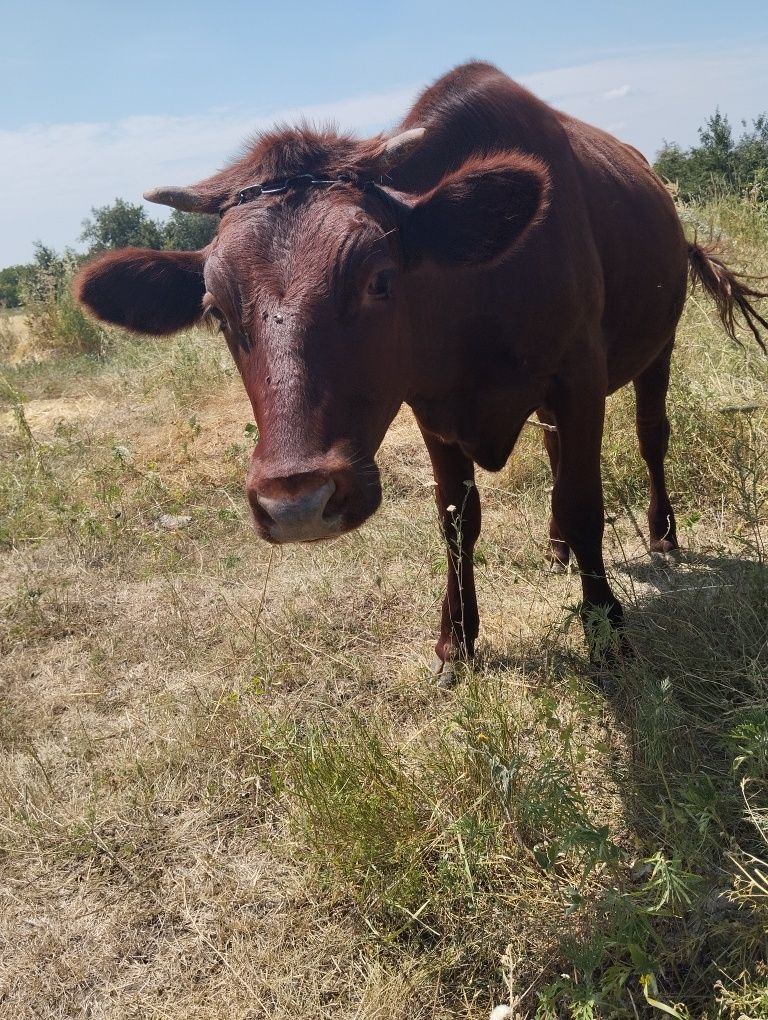 Продам тьолку , тилицю з під хорошої корови