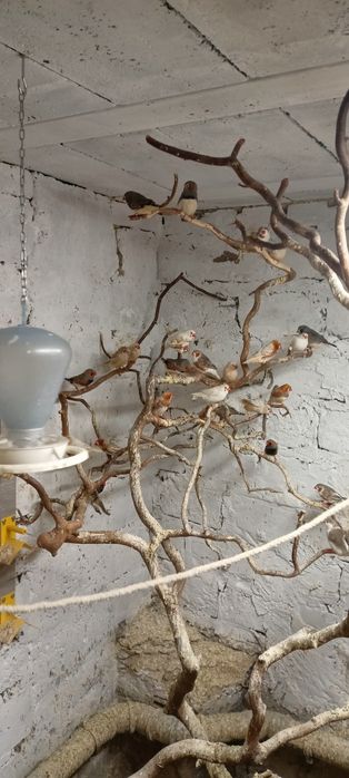 Zeberki na sprzedaż