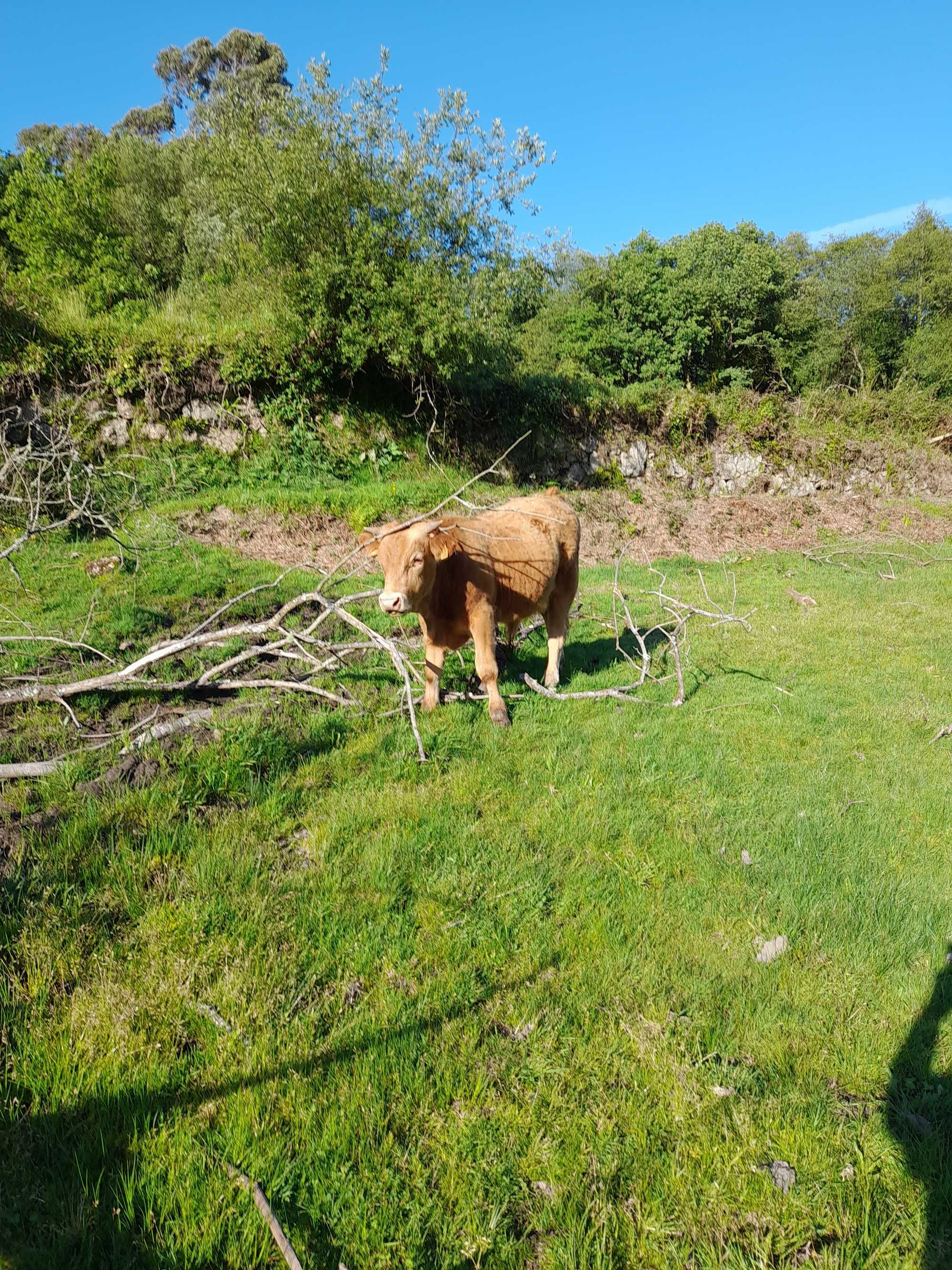 Vacas, vitelos(as) e novilhos para venda