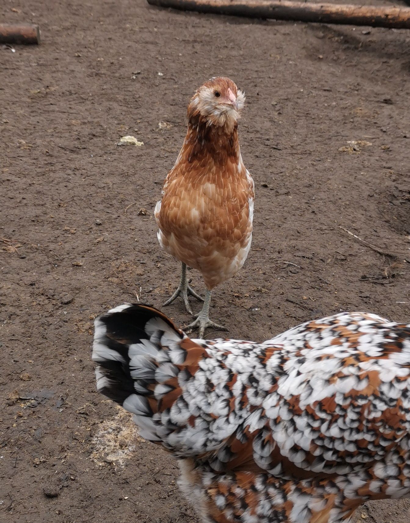 Jaja lęgowe mixy...Marans, Wyandotta, Włoszka, Araukana, Ayam Cemani