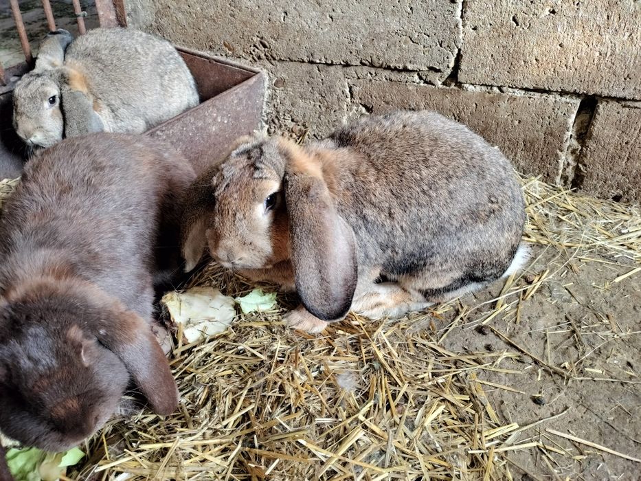 Królik Baran Francuski.