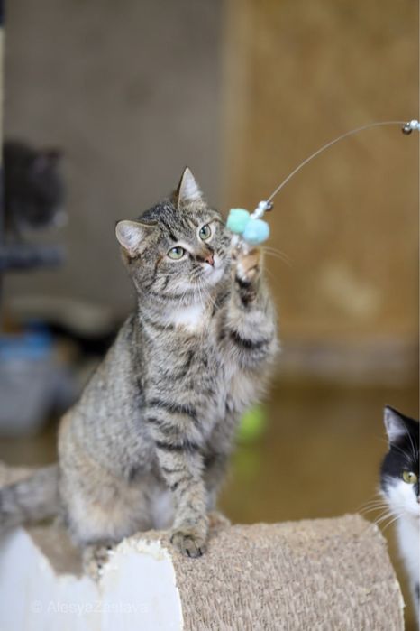 Геля, кошечка 4 мес. Рыжая кошка