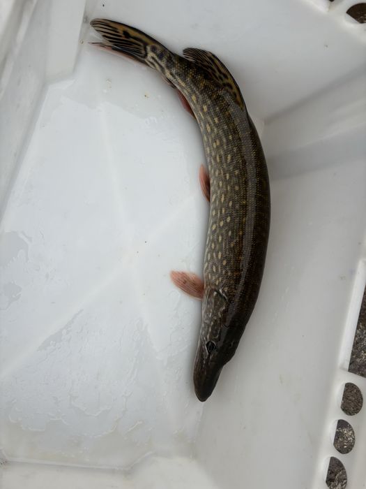 Karp,amur, lin , tołpyga , szczupak, sum , karaś , jesiotr