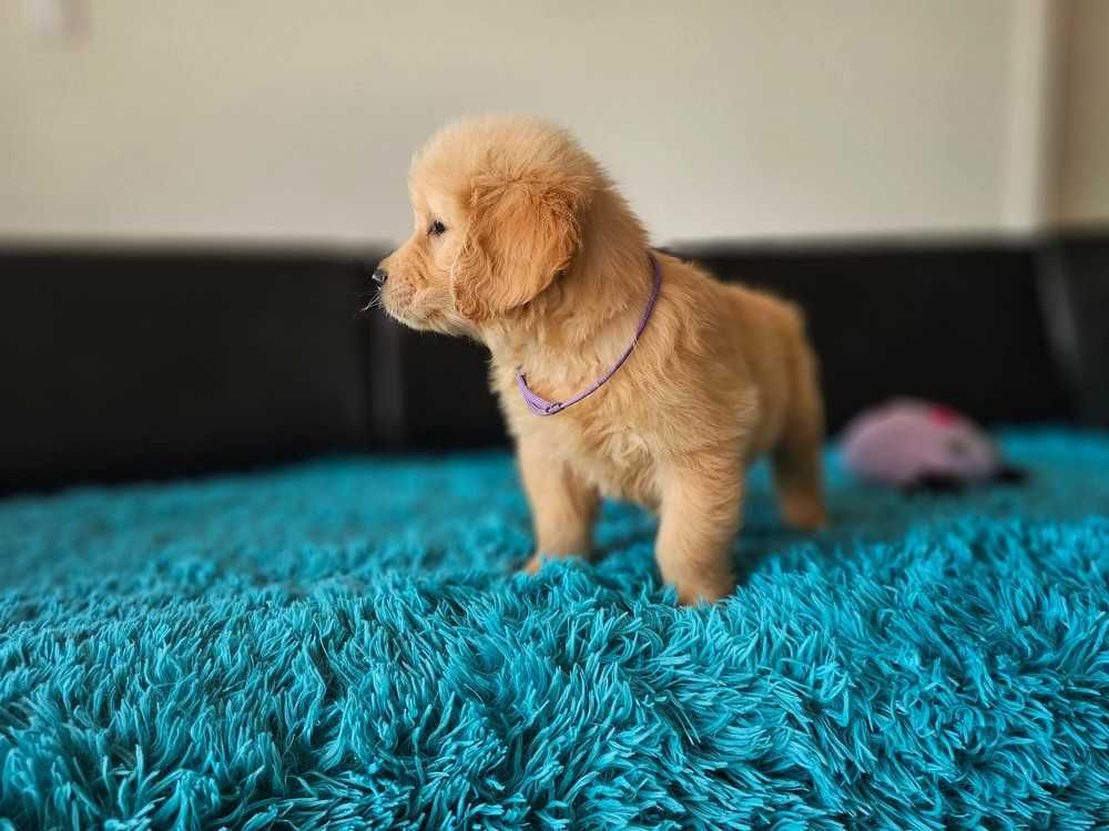 GOLDEN RETRIEVER- złote i ciemnozłote, ZKwP,FCI, po championach