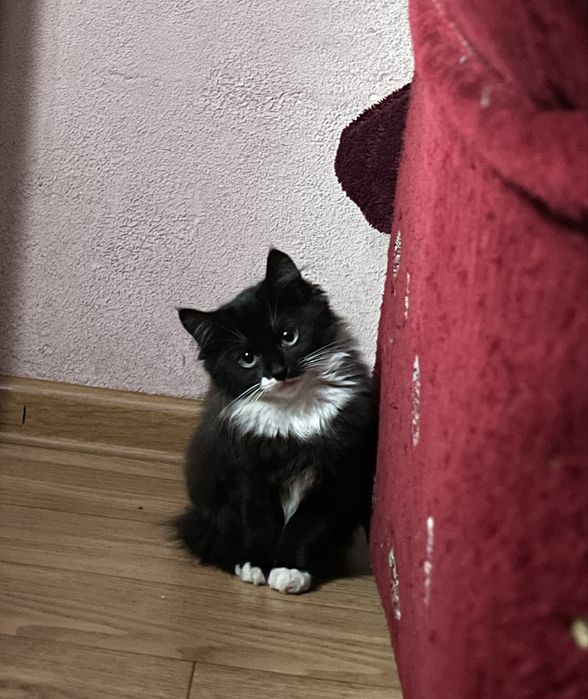 Віддамо кошеня в добрі руки