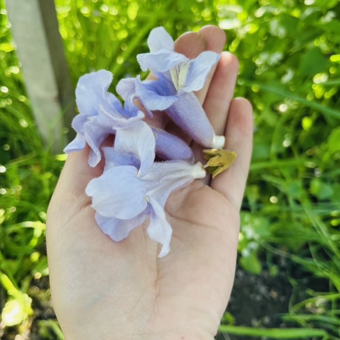 Насіння Войлочної уп. 200 шт, Семена Павловнии, Павловния розпродаж