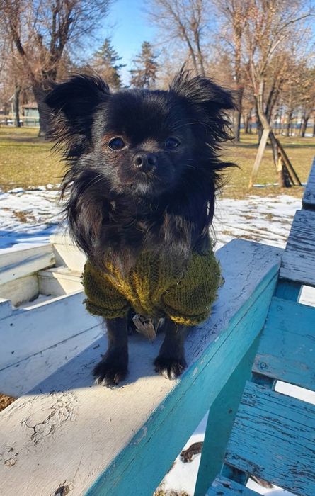 Мини Чихуахуа для вязки ищет даму сердца!