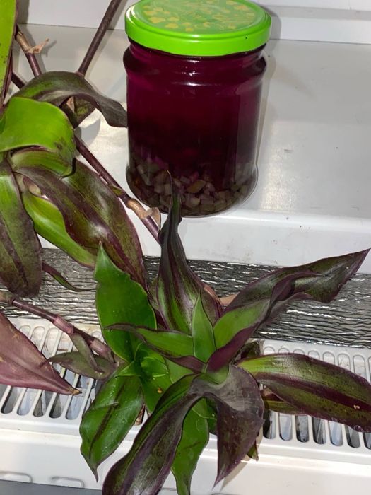 Продам золотий вус