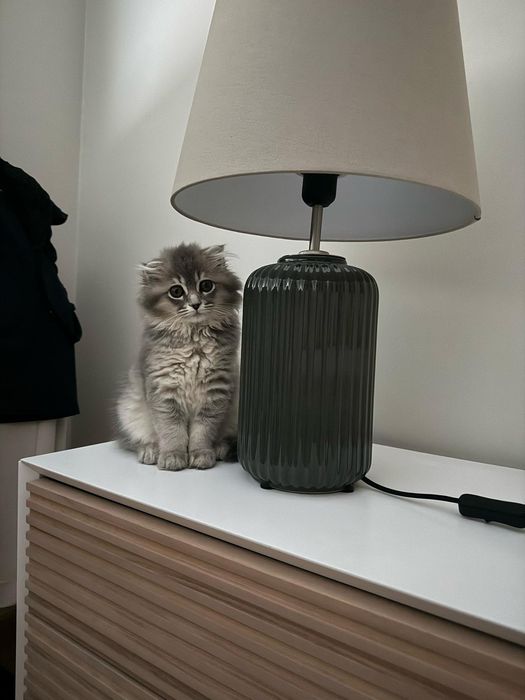 Scottish Highland fold