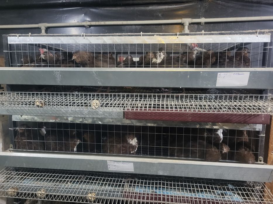 Інкубаційні яйця, жива птиця перепелів!