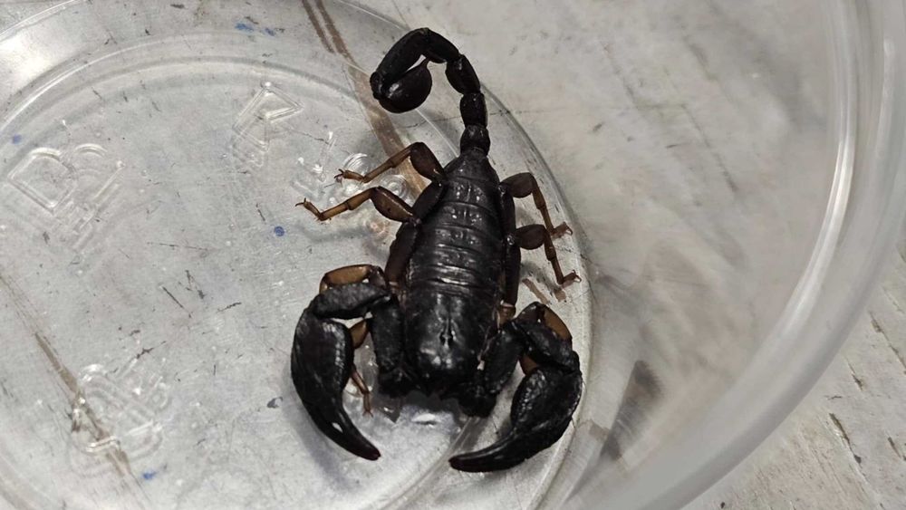Skorpiony Włoskie - Euscorpius italicus