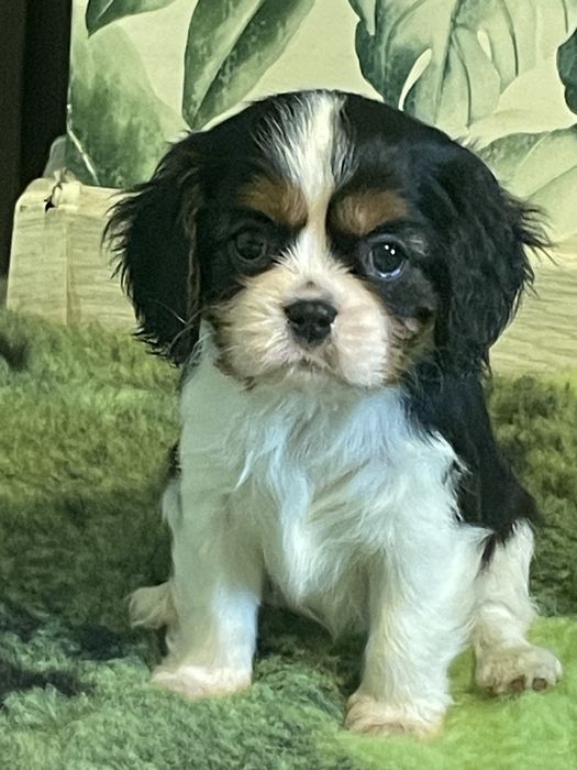Cavalier King Charles Spaniel -suczka ZKwP