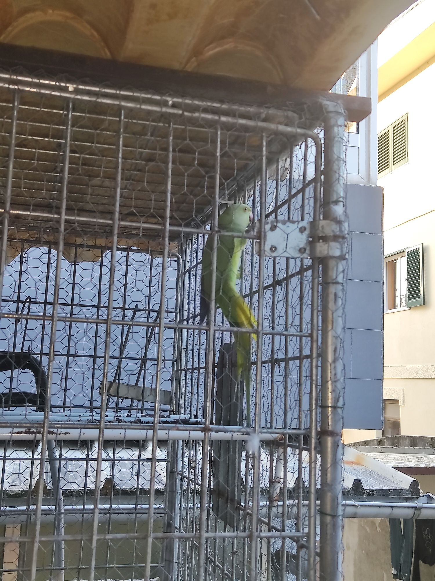 Ring Neck + gaiola
