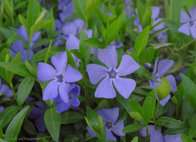 Barwinek pospolity 100 SZTUK po1 zł zadarniający pod drzewa