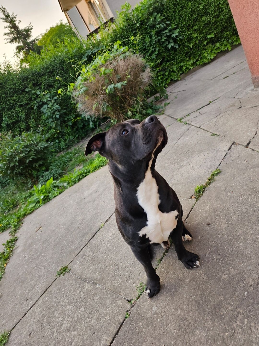 Piesek Pitbull Terrier