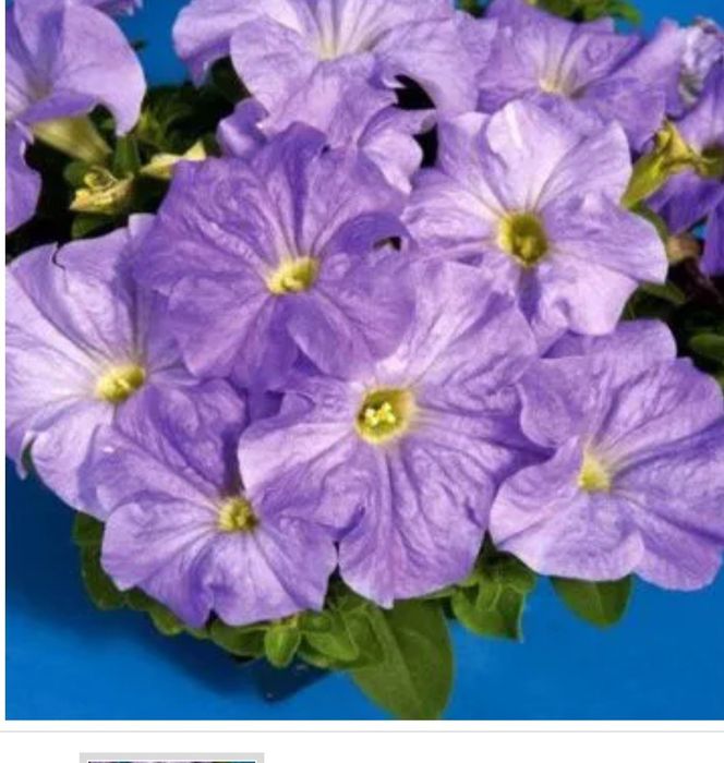 Петунія грандіфлора Дрімс F1